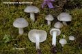 Hygrophorus agathosmus
